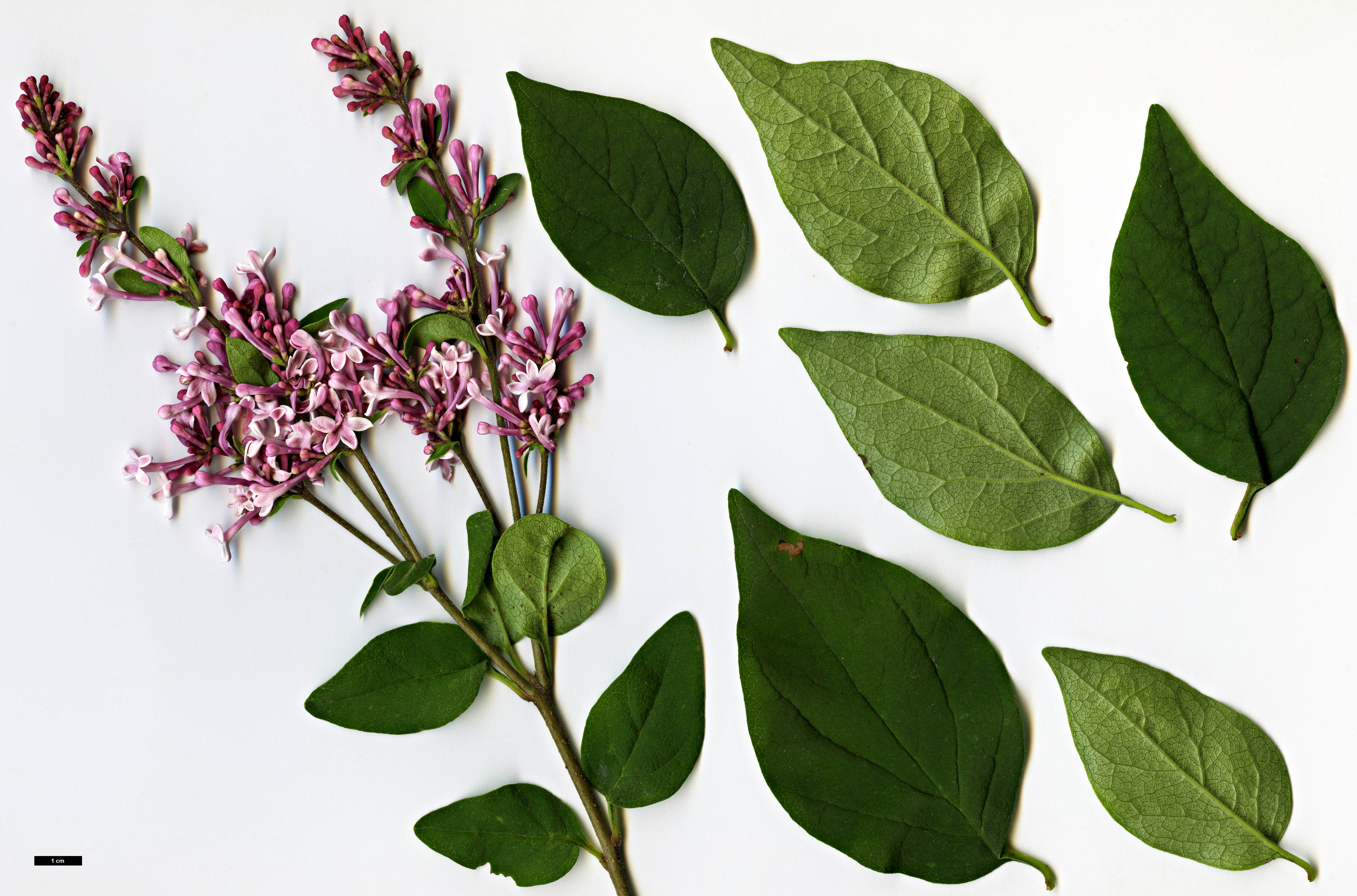 High resolution image: Family: Oleaceae - Genus: Syringa - Taxon: pubescens - SpeciesSub: subsp. microphylla 'Superba'